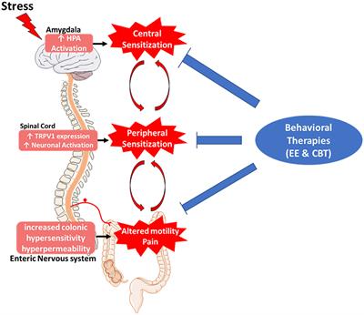 Importance of Non-pharmacological Approaches for Treating Irritable Bowel Syndrome: Mechanisms and Clinical Relevance